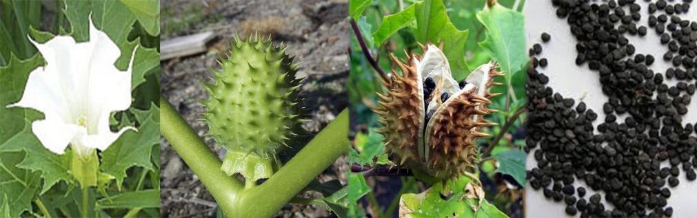 Evde varisli damarları tedavi etmek için Datura tohumları